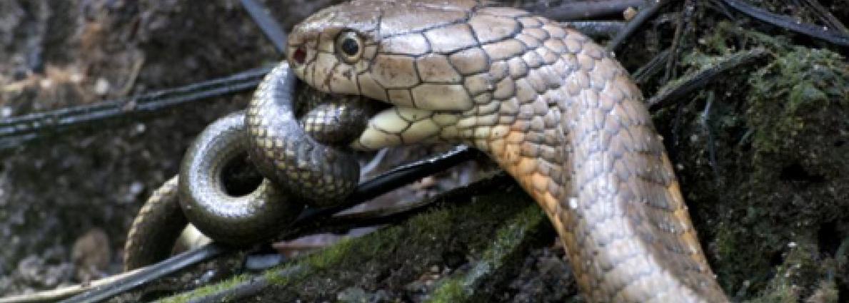 snake