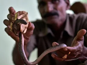 snake awarness