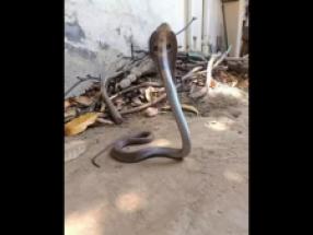 cobra