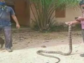 cobra